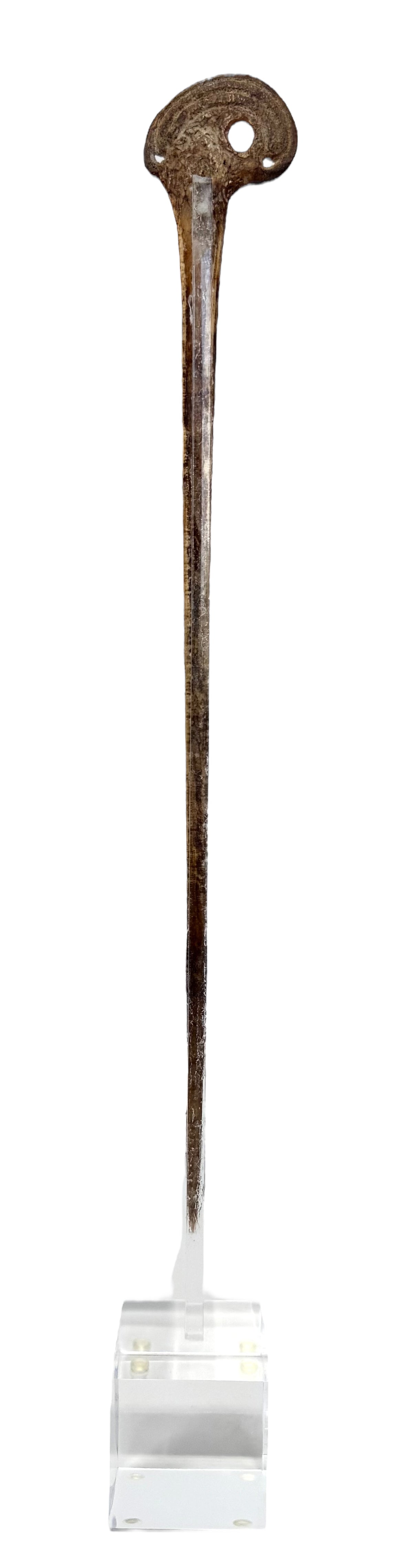 Cassowary Bone Lime Spatula with Acrylic Stand from Papua New Guinea (PNG)