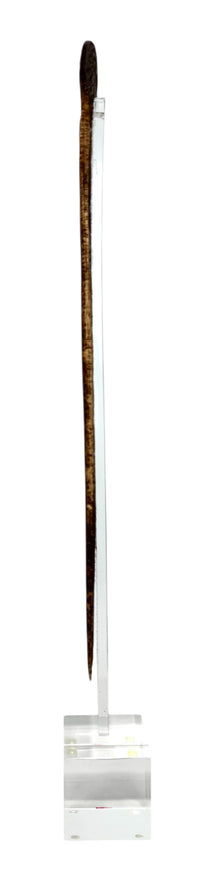 Cassowary Bone Lime Spatula with Acrylic Stand from Papua New Guinea (PNG)