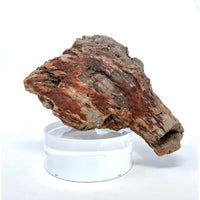 Petrified Wood Specimen with Base