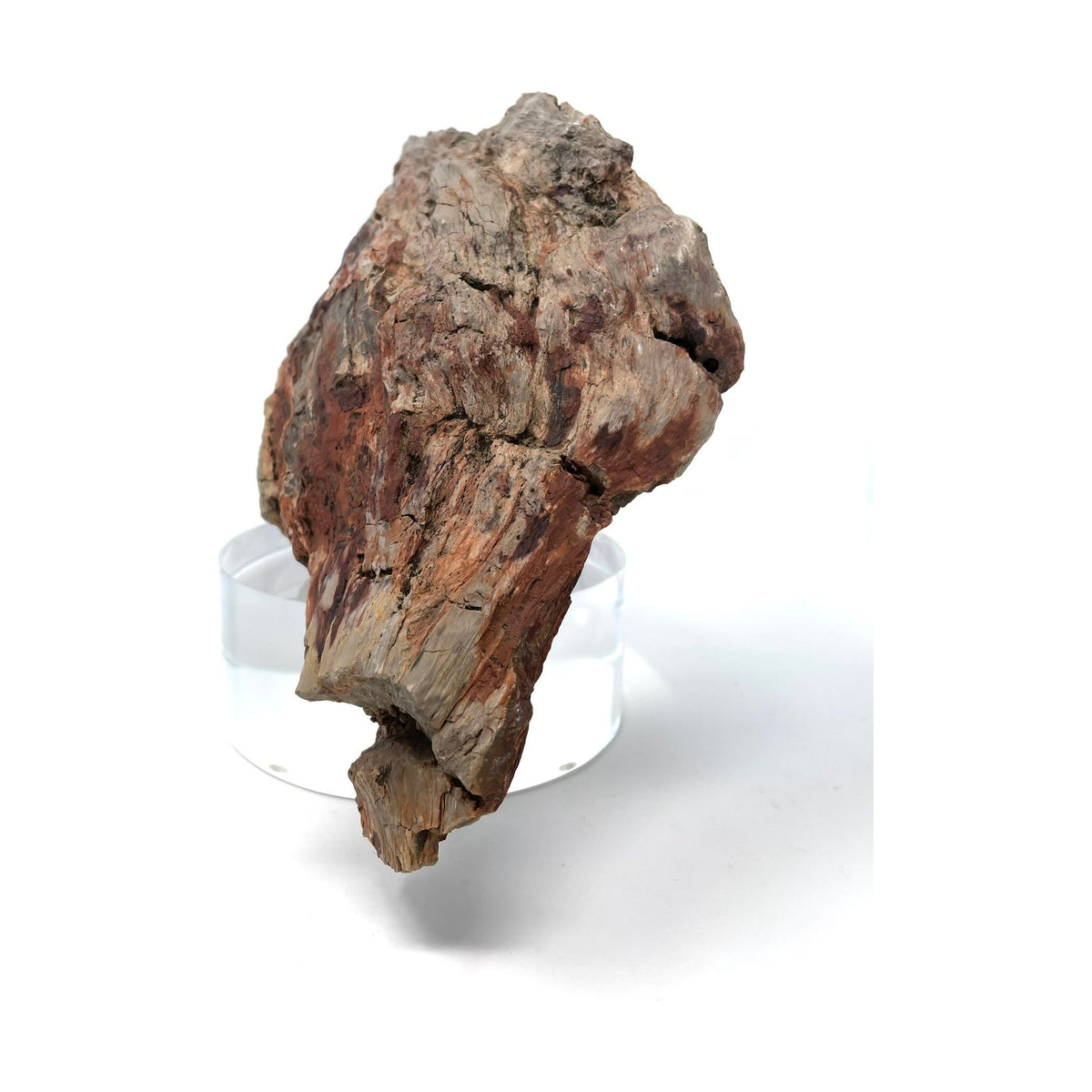 Petrified Wood Specimen with Base