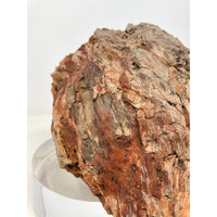 Petrified Wood Specimen with Base