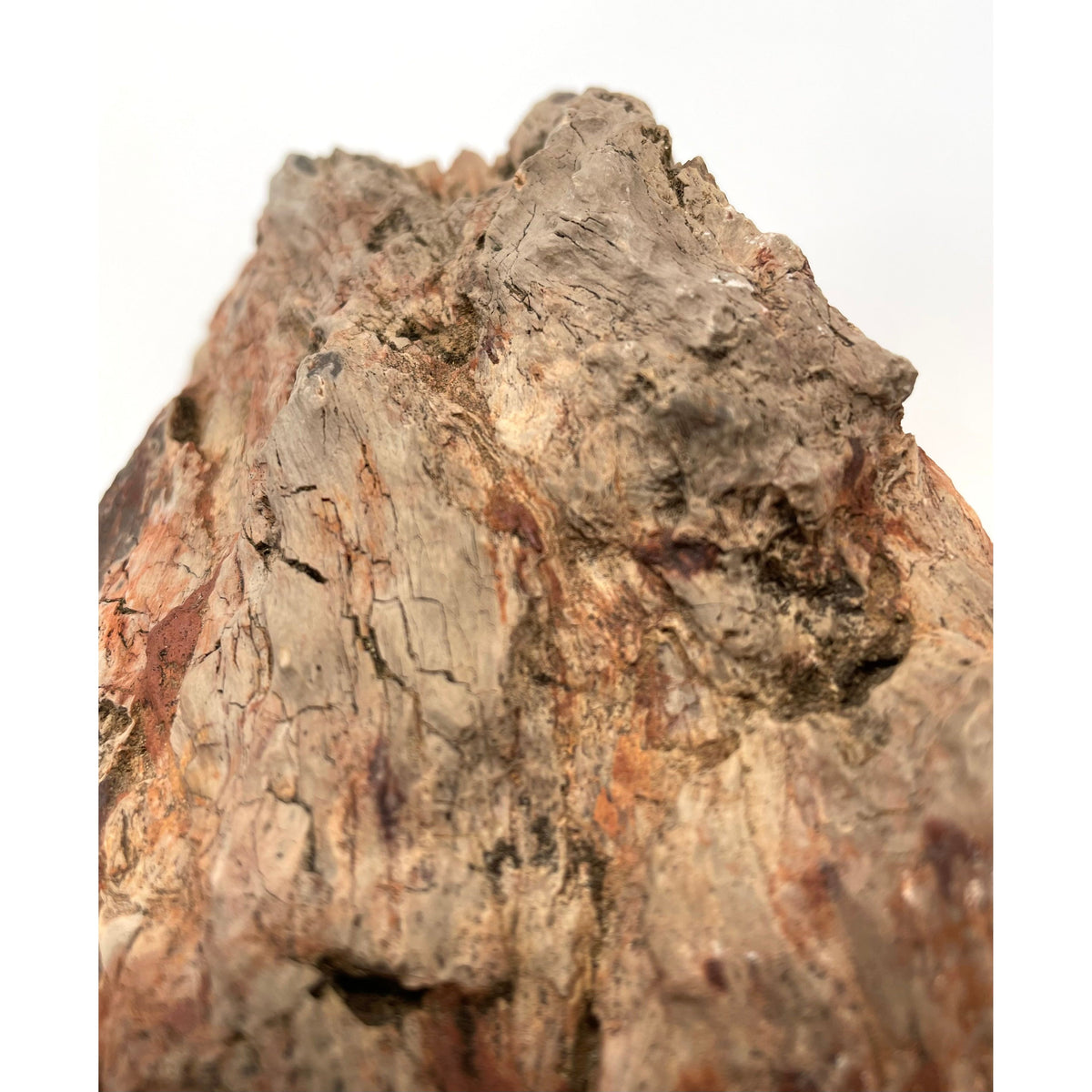 Petrified Wood Specimen with Base