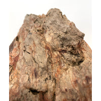 Petrified Wood Specimen with Base