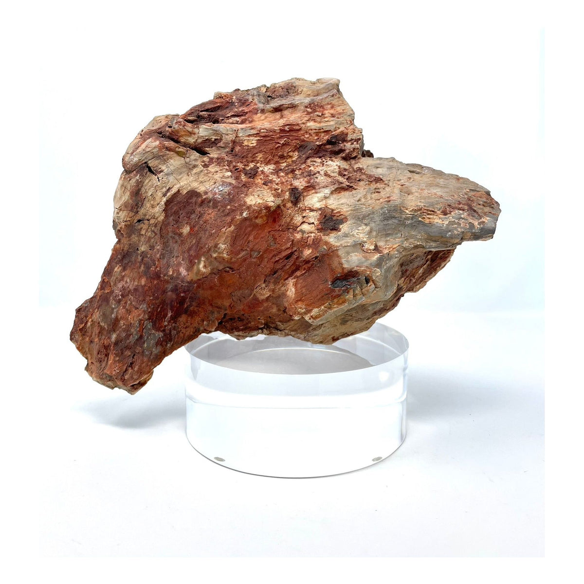 Petrified Wood Specimen with Base