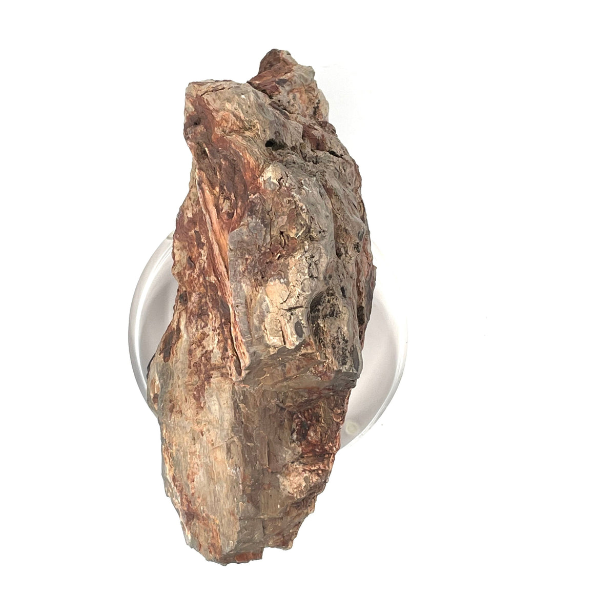 Petrified Wood Specimen with Base