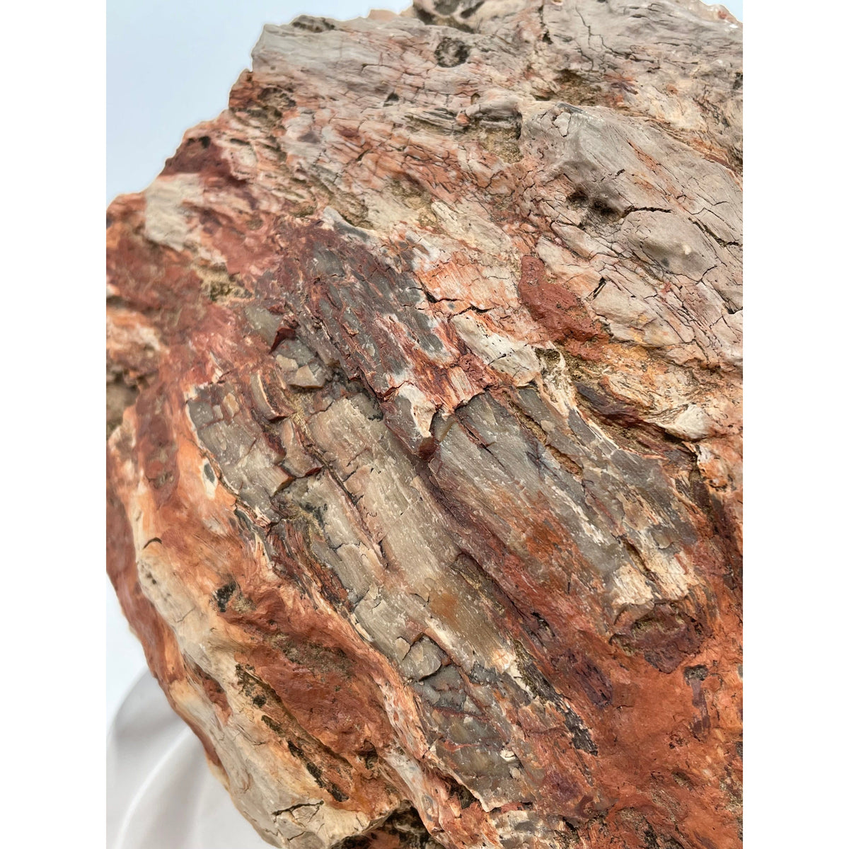 Petrified Wood Specimen with Base