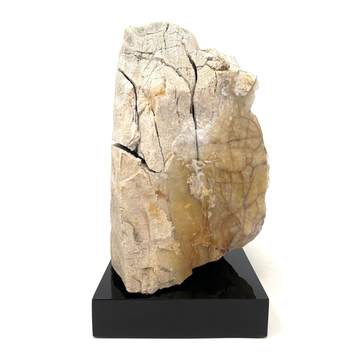 Petrified Wood Specimen with Base