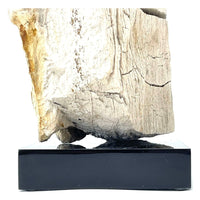 Petrified Wood Specimen with Base