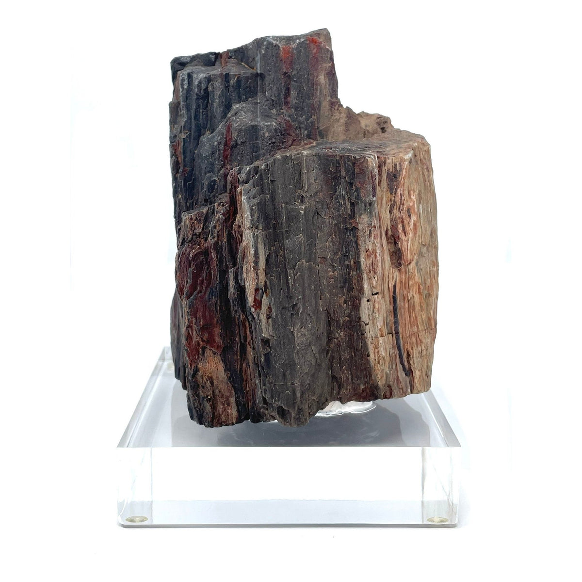 Petrified Wood Specimen with Base