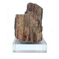 Petrified Wood Specimen with Base