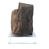 Petrified Wood Specimen with Base