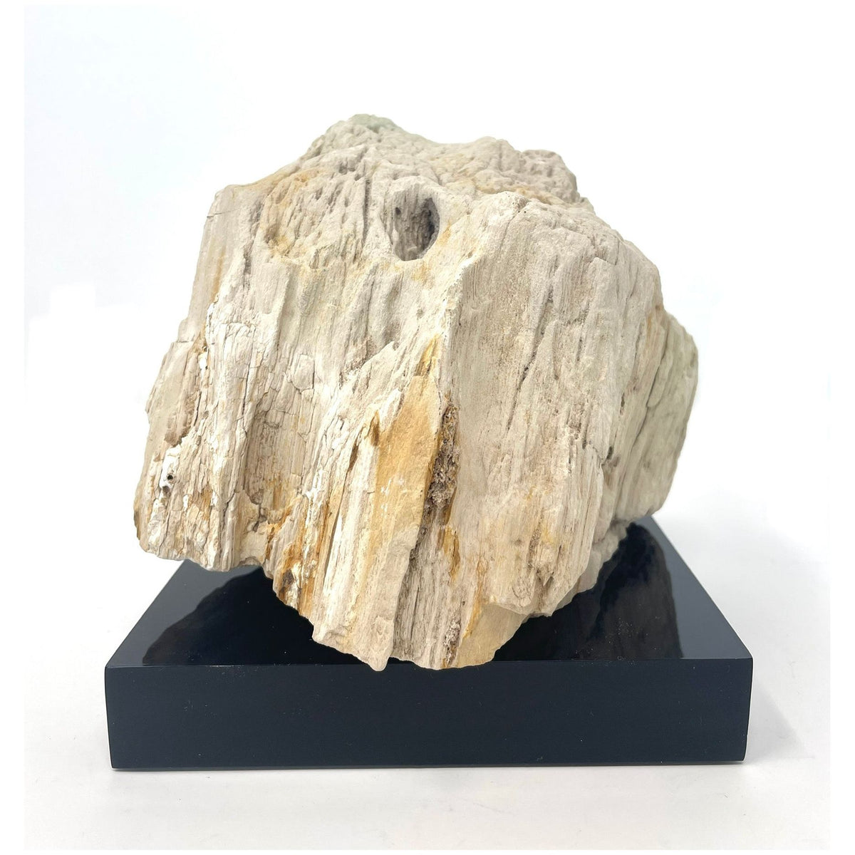 Petrified Wood Specimen with Base