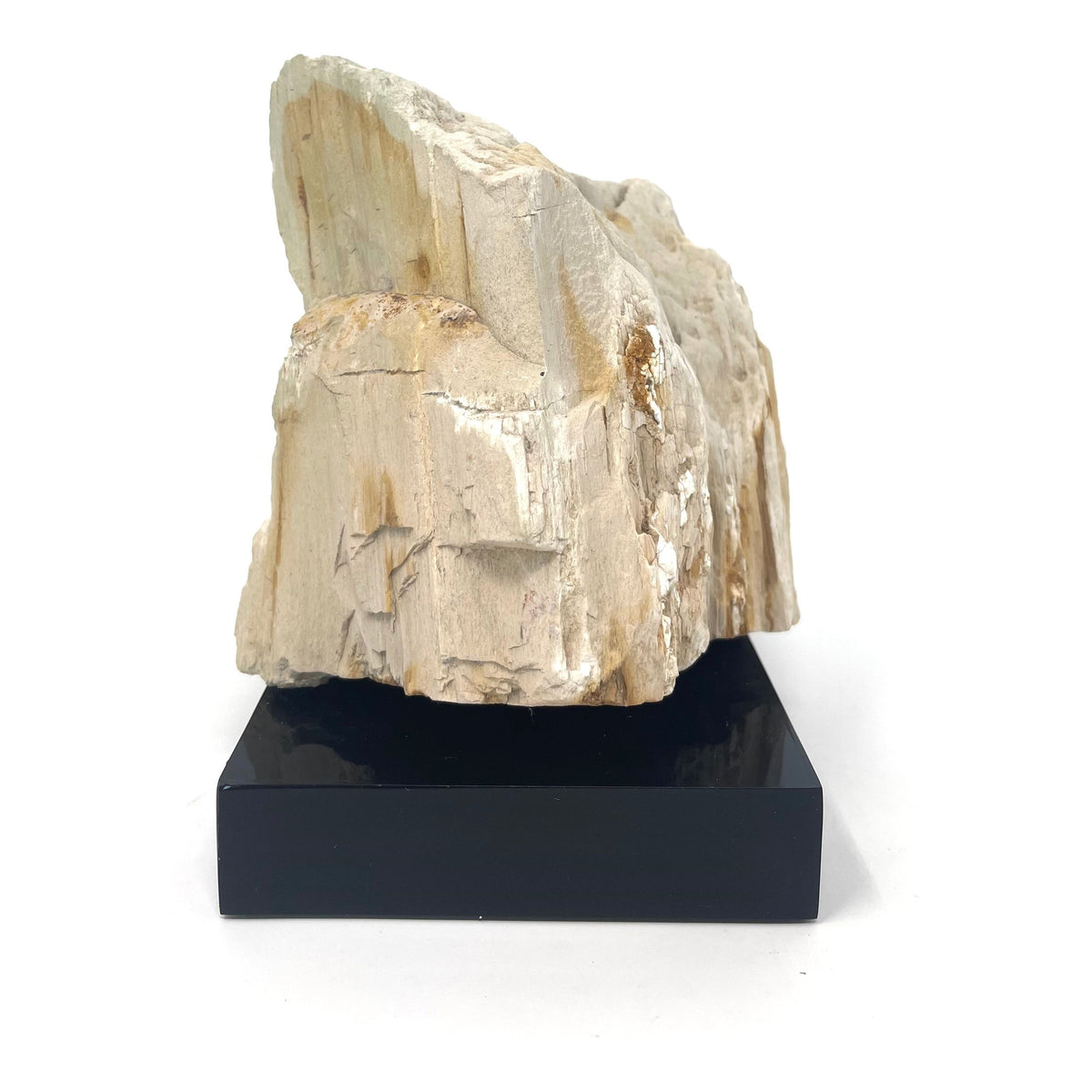 Petrified Wood Specimen with Base