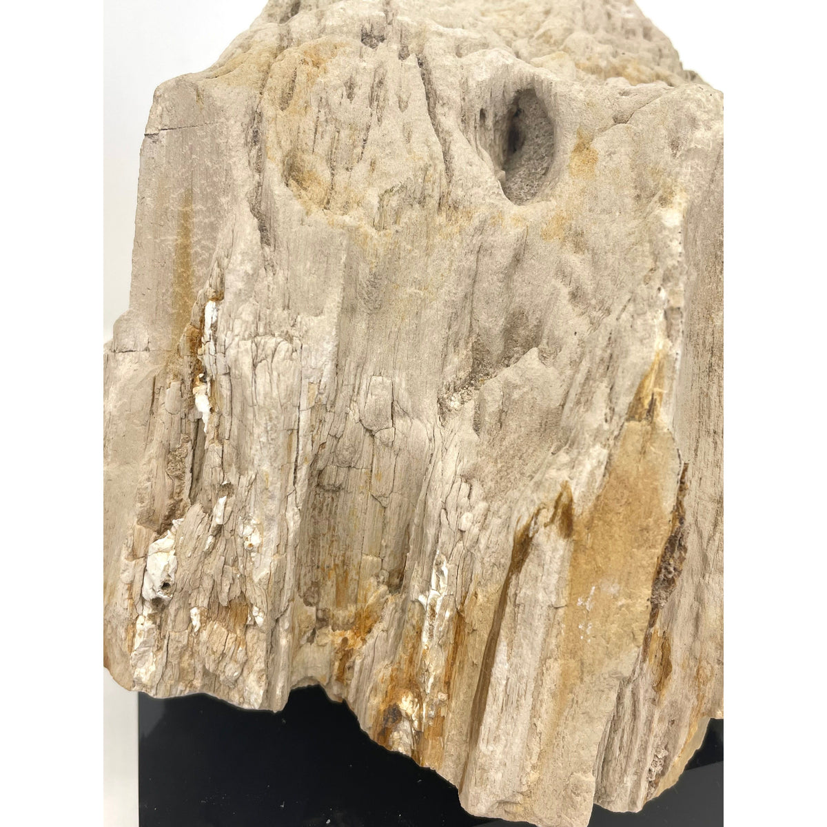 Petrified Wood Specimen with Base