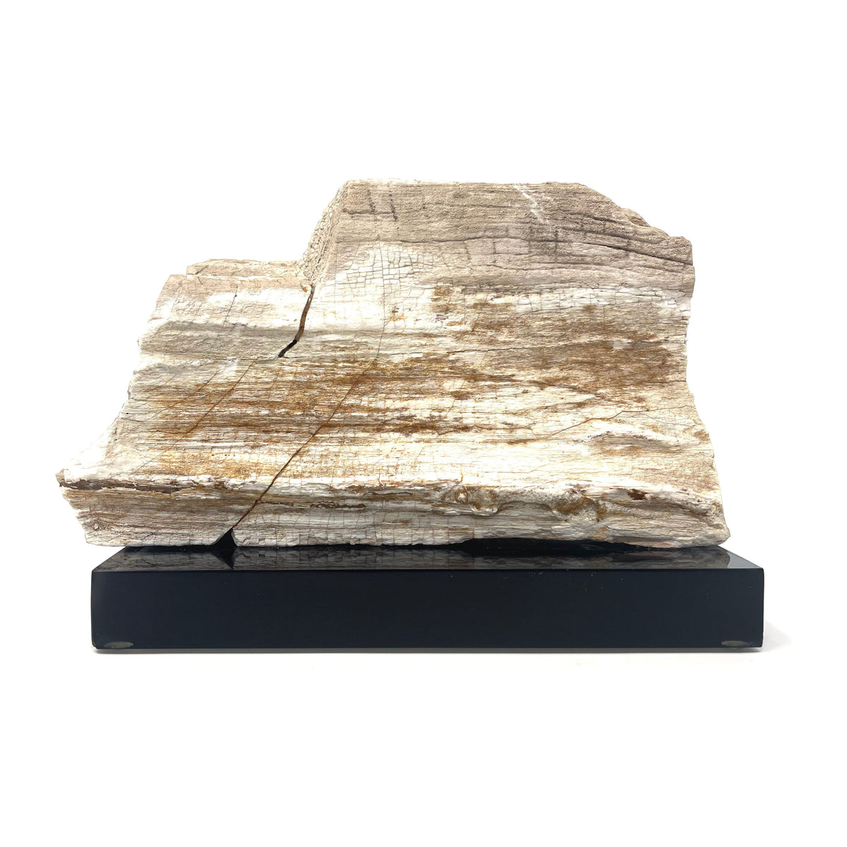 Petrified Wood Specimen with Base