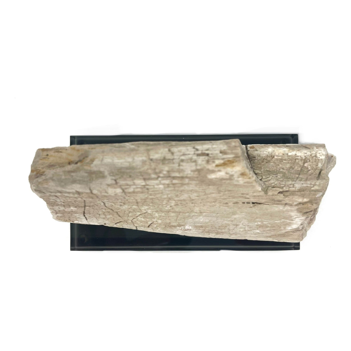 Petrified Wood Specimen with Base