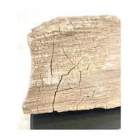 Petrified Wood Specimen with Base