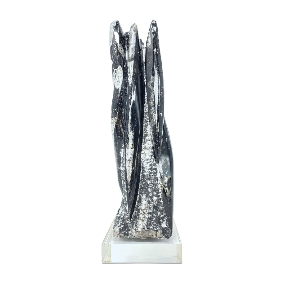 Orthoceras Fossil Tower with Acrylic Base - 12.5" H X 3.5" L X 3.5" D