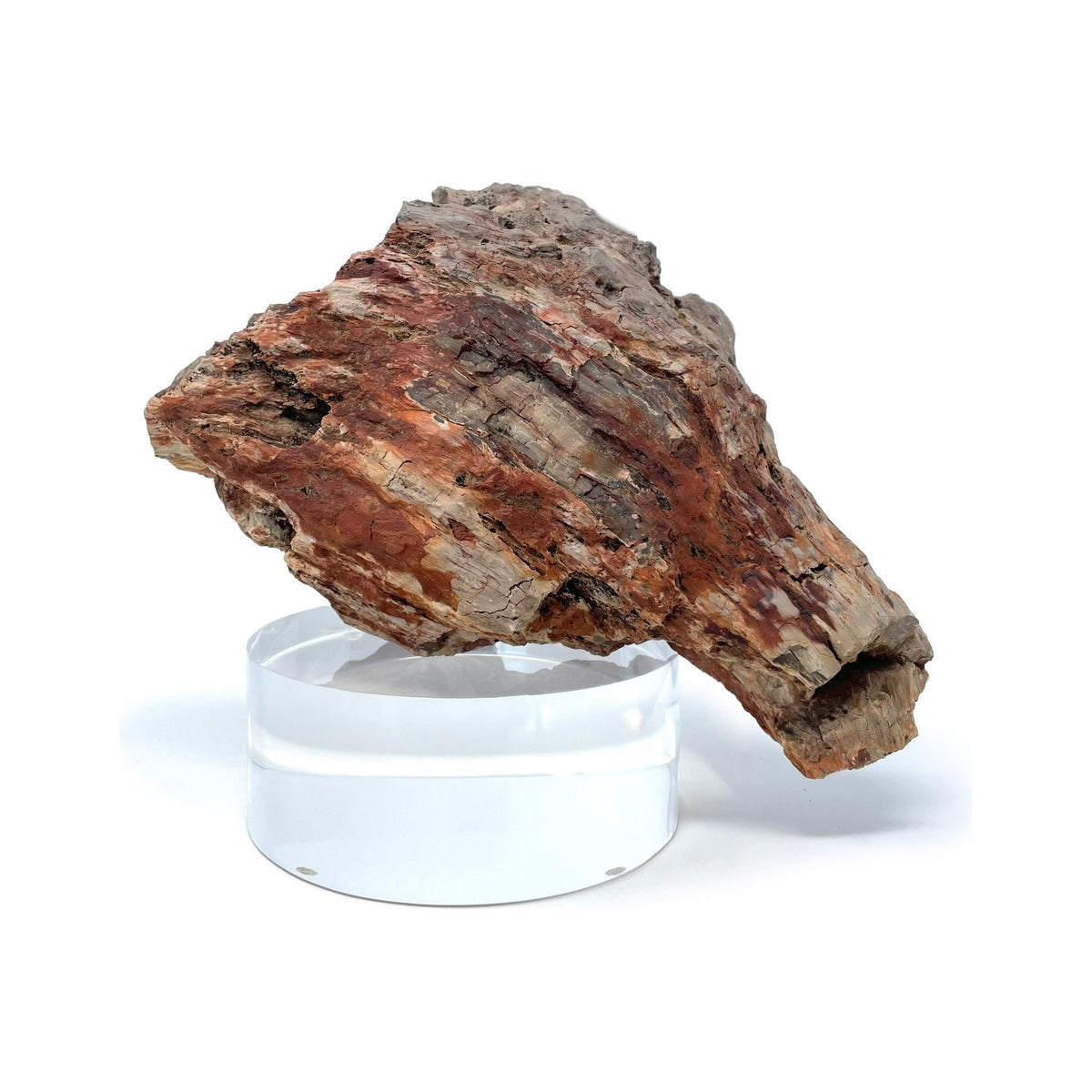 Petrified Wood Specimen with Base