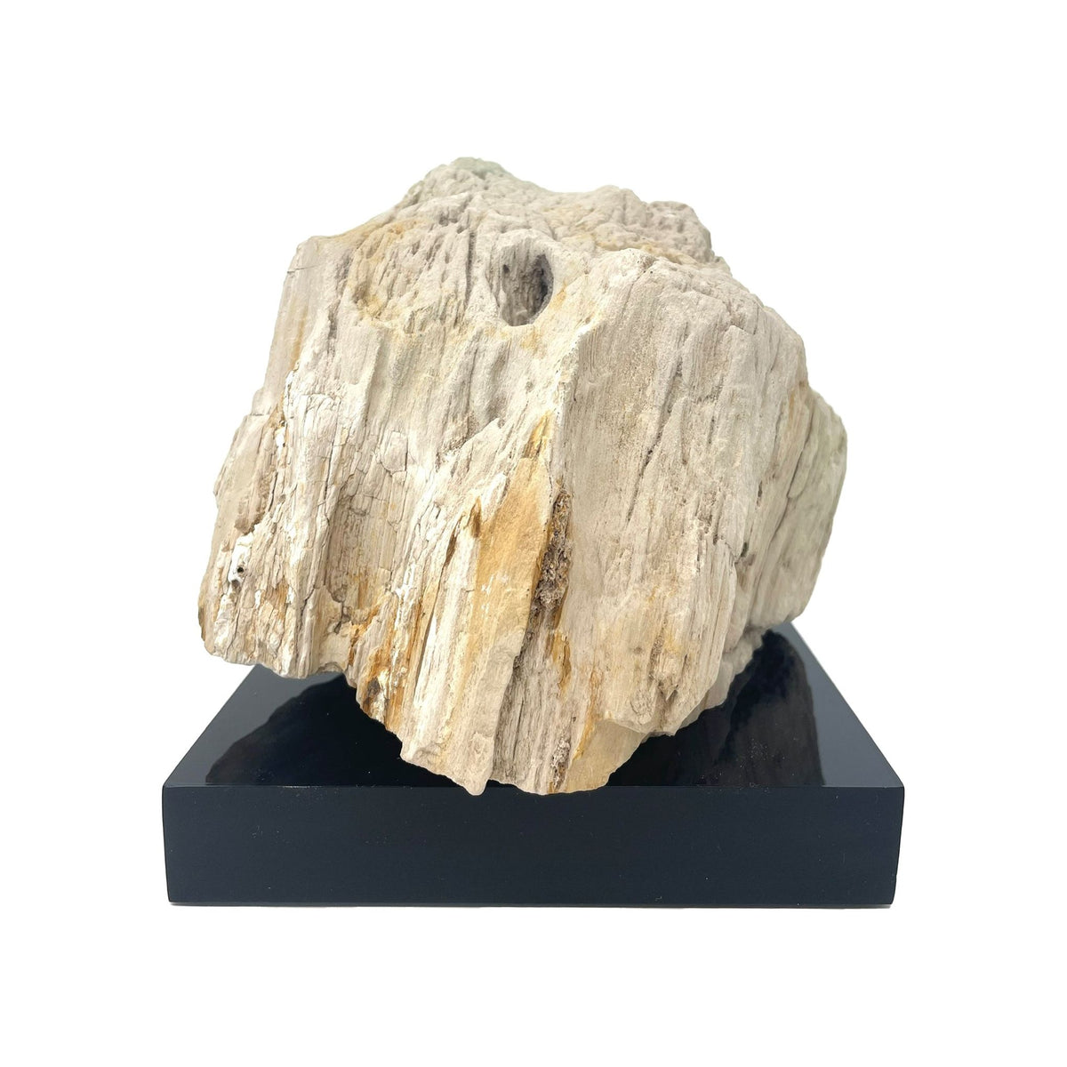 Petrified Wood Specimen with Base