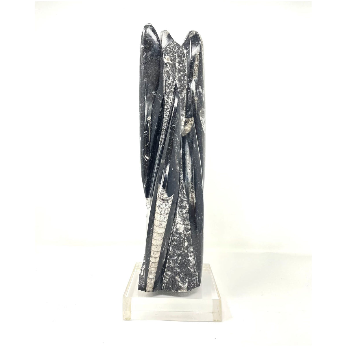 Orthoceras Fossil Tower with Acrylic Base - 12.5" H X 3.5" L X 3.5" D