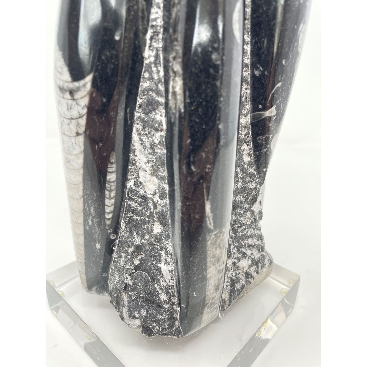 Orthoceras Fossil Tower with Acrylic Base - 12.5" H X 3.5" L X 3.5" D