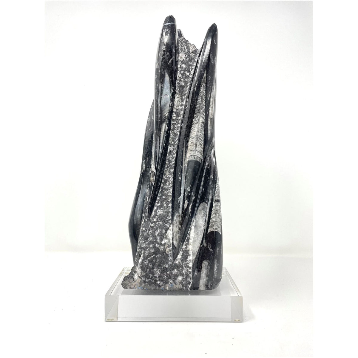 Orthoceras Fossil Tower with Acrylic Base - 12" H X 3.5" L X 2.75" D