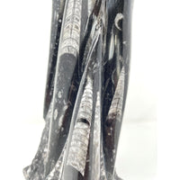 Orthoceras Fossil Tower with Acrylic Base - 12" H X 3.5" L X 2.75" D